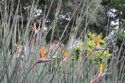 Papier peint  Strelitzia Reginae Flower