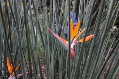 Papier peint  Strelitzia Reginae Flower