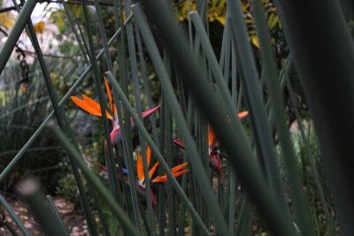 Papier peint  Strelitzia Reginae Flower
