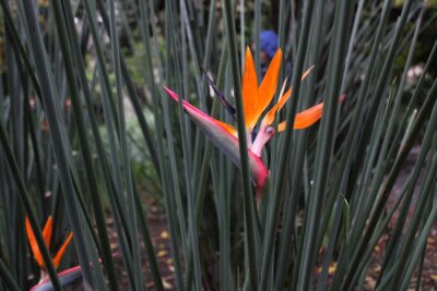 Papier peint  Strelitzia Reginae Flower
