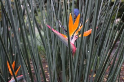 Papier peint  Strelitzia Reginae Flower