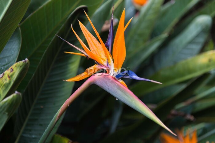 Papier peint  Strelitzia reginae flower