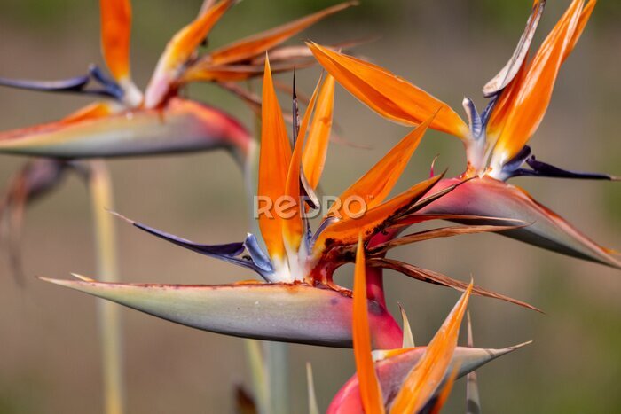Papier peint  Strelitzia reginae flower