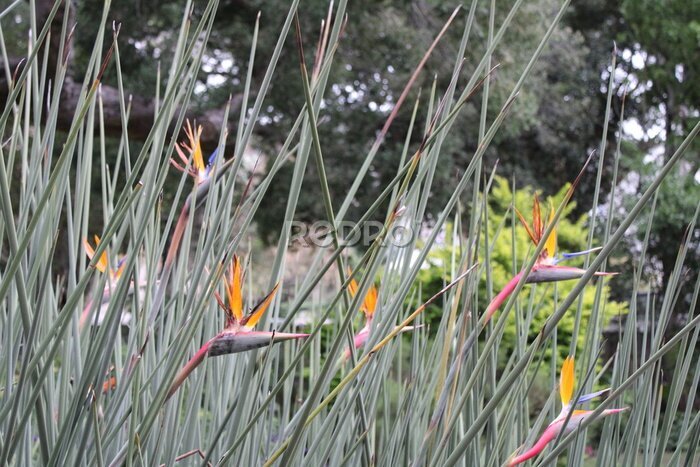 Papier peint  Strelitzia Reginae Flower