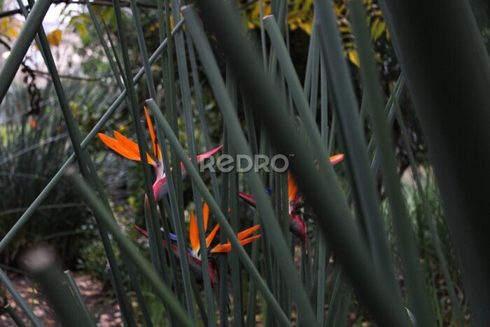 Papier peint  Strelitzia Reginae Flower