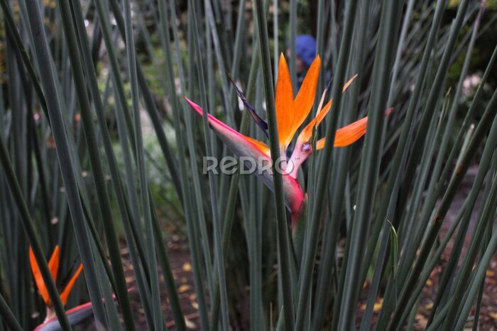 Papier peint  Strelitzia Reginae Flower