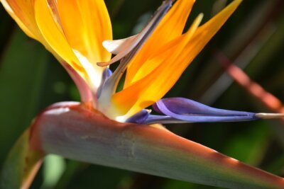 Papier peint  Strelitzia reginae flower, also known as Bird of Paradise or Crane flower, close up.