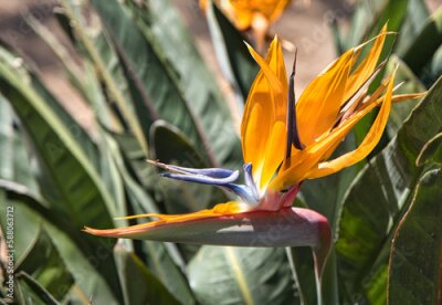 Papier peint  Strelitzia reginae flower, bird of paradise.