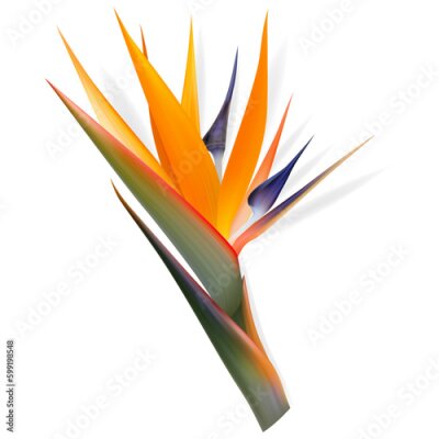 Papier peint  Strelitzia reginae flower, bird-of-paradise, crane flower. Isolated Exotics. Botanical illustration