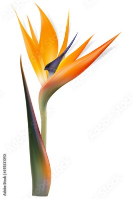 Papier peint  Strelitzia reginae flower, bird-of-paradise, crane flower. Isolated Exotics. Botanical illustration
