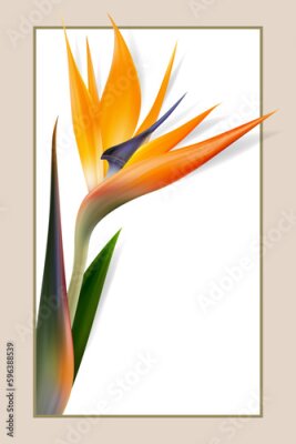 Papier peint  Strelitzia reginae flower, bird-of-paradise, crane flower. Isolated Exotics. Botanical illustration