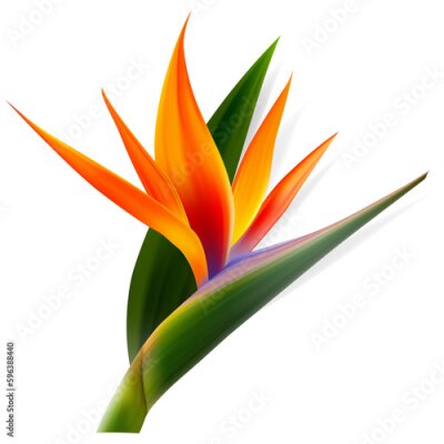 Papier peint  Strelitzia reginae flower, bird-of-paradise, crane flower. Isolated Exotics. Botanical illustration