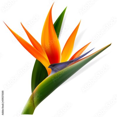 Papier peint  Strelitzia reginae flower, bird-of-paradise, crane flower. Isolated Exotics. Botanical illustration