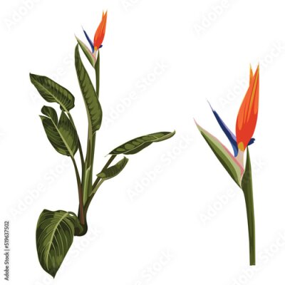 Papier peint  Strelitzia reginae flower (bird-of-paradise, crane flower). Orange tropical flower plant isolated on white. Green leaves, orange and violet blossom design set. South African plant.