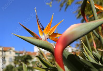 Papier peint  Strelitzia Reginae flower (bird of paradise flower)