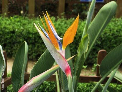 Papier peint  Strelitzia Reginae flower (bird of paradise flower) in the park