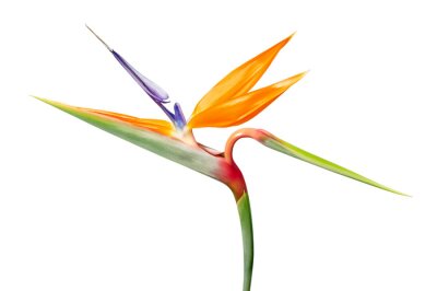 Papier peint  Strelitzia reginae flower, Bird of paradise flower, Tropical flower isolated on white background, with clipping path
