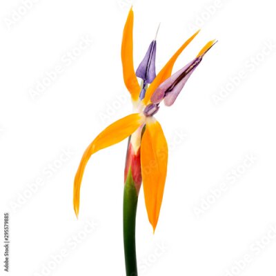 Papier peint  Strelitzia reginae flower, Bird of paradise flower, Tropical flower isolated on white background, with clipping path