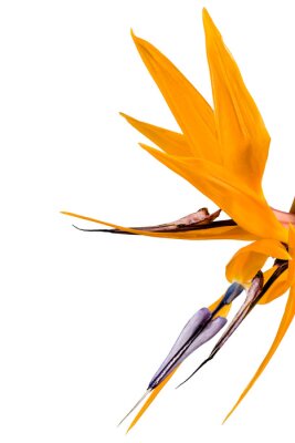 Papier peint  Strelitzia reginae flower, Bird of paradise flower, Tropical flower isolated on white background, with clipping path