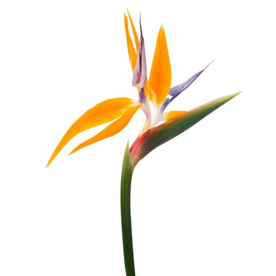 Papier peint  Strelitzia reginae flower, Bird of paradise flower, Tropical flower isolated on white background, with clipping path