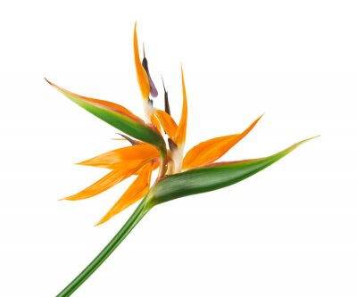 Papier peint  Strelitzia reginae flower, Bird of paradise flower, Tropical flower isolated on white background, with clipping path