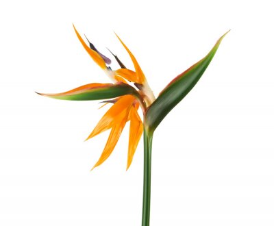 Papier peint  Strelitzia reginae flower, Bird of paradise flower, Tropical flower isolated on white background, with clipping path