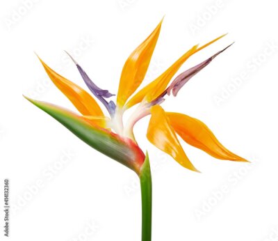 Papier peint  Strelitzia reginae flower, Bird of paradise flower, Tropical flower isolated on white background, with clipping path