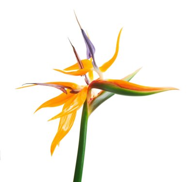 Papier peint  Strelitzia reginae flower, Bird of paradise flower, Tropical flower isolated on white background, with clipping path
