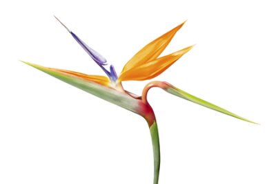 Papier peint  Strelitzia reginae flower, Bird of paradise flower, Tropical flower isolated on white background, with clipping path