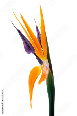 Papier peint  Strelitzia reginae flower, Bird of paradise flower, Tropical flower isolated on white background, with clipping path