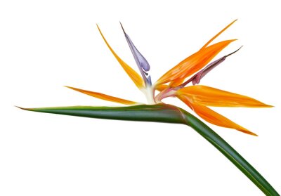 Papier peint  Strelitzia reginae flower, Bird of paradise flower, Tropical flower isolated on white background, with clipping path