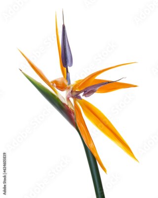 Papier peint  Strelitzia reginae flower, Bird of paradise flower, Tropical flower isolated on white background, with clipping path
