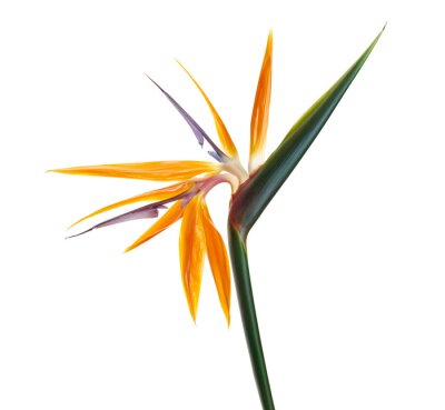 Papier peint  Strelitzia reginae flower, Bird of paradise flower, Tropical flower isolated on white background, with clipping path