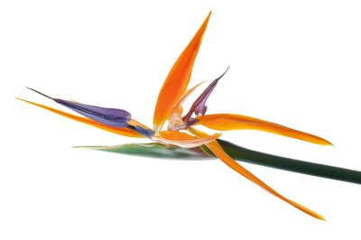 Papier peint  Strelitzia reginae flower, Bird of paradise flower, Tropical flower isolated on white background, with clipping path