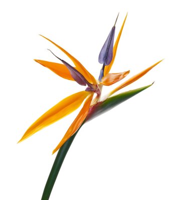 Papier peint  Strelitzia reginae flower, Bird of paradise flower, Tropical flower isolated on white background, with clipping path