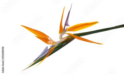 Papier peint  Strelitzia reginae flower, Bird of paradise flower, Tropical flower isolated on white background, with clipping path 