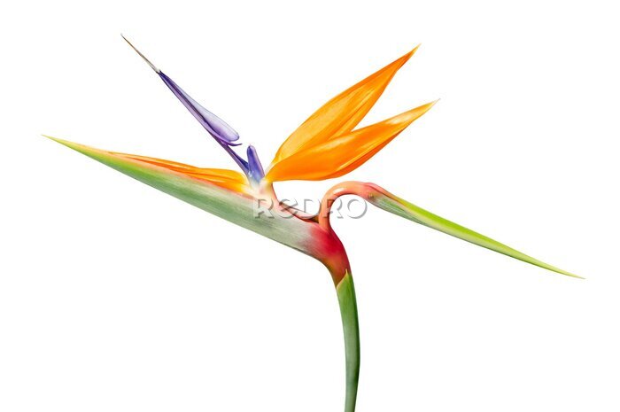 Papier peint  Strelitzia reginae flower, Bird of paradise flower, Tropical flower isolated on white background, with clipping path
