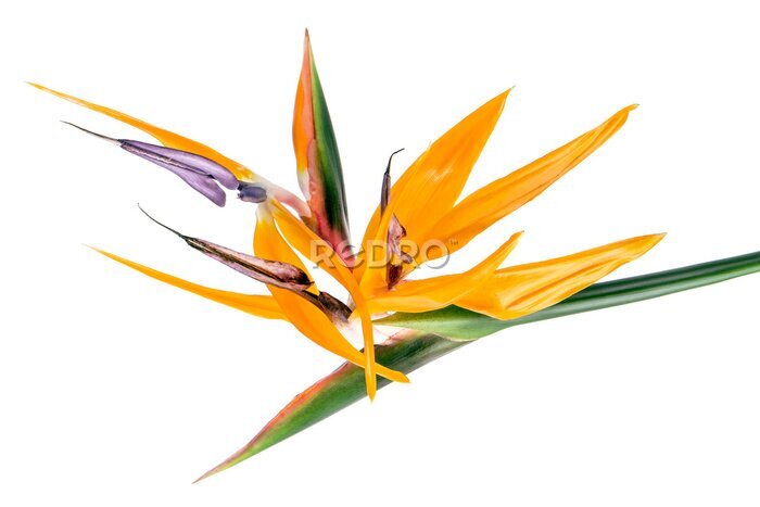 Papier peint  Strelitzia reginae flower, Bird of paradise flower, Tropical flower isolated on white background, with clipping path