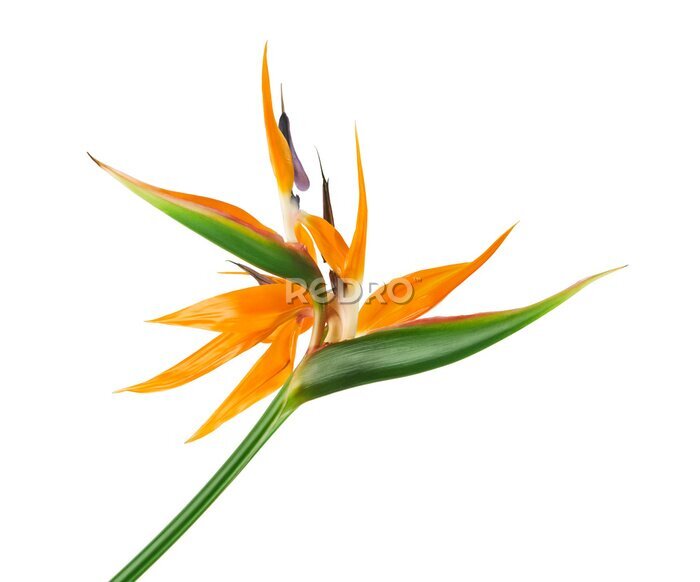 Papier peint  Strelitzia reginae flower, Bird of paradise flower, Tropical flower isolated on white background, with clipping path