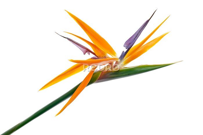 Papier peint  Strelitzia reginae flower, Bird of paradise flower, Tropical flower isolated on white background, with clipping path