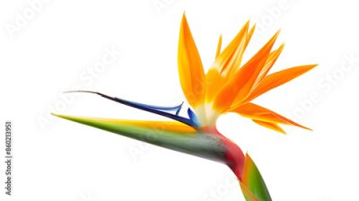 Papier peint  Strelitzia reginae flower Bird of paradise flower Tropical flower isolated on white background with clipping path : Generative AI