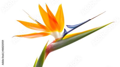 Papier peint  Strelitzia reginae flower Bird of paradise flower Tropical flower isolated on white background with clipping path : Generative AI