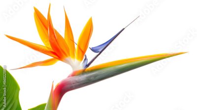 Papier peint  Strelitzia reginae flower Bird of paradise flower Tropical flower isolated on white background with clipping path : Generative AI