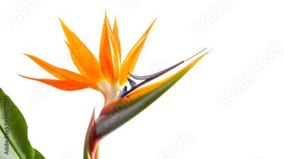 Papier peint  Strelitzia reginae flower Bird of paradise flower Tropical flower isolated on white background with clipping path : Generative AI