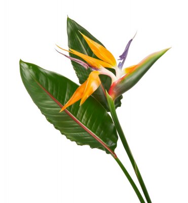 Papier peint  Strelitzia reginae flower, Bird of paradise flower with leaf, Tropical flower isolated on white background, with clipping path