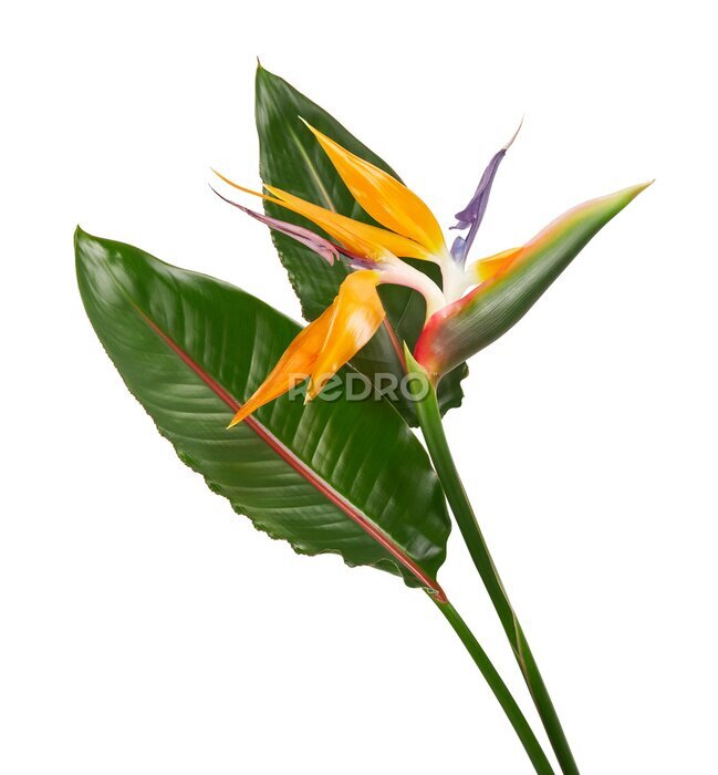 Papier peint  Strelitzia reginae flower, Bird of paradise flower with leaf, Tropical flower isolated on white background, with clipping path