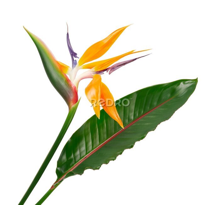 Papier peint  Strelitzia reginae flower, Bird of paradise flower with leaf, Tropical flower isolated on white background, with clipping path