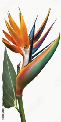 Papier peint  Strelitzia reginae flower, Bird of paradise flower with leaf, Tropical flower isolated on white background, with clipping path. Generative AI
