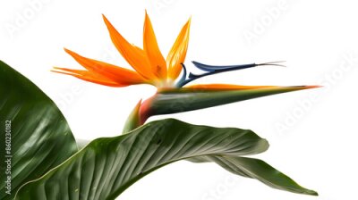 Papier peint  Strelitzia reginae flower Bird of paradise flower with leaf Tropical flower isolated on white background with clipping path : Generative AI