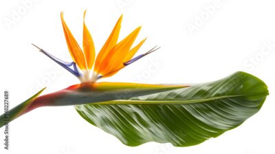 Papier peint  Strelitzia reginae flower Bird of paradise flower with leaf Tropical flower isolated on white background with clipping path : Generative AI